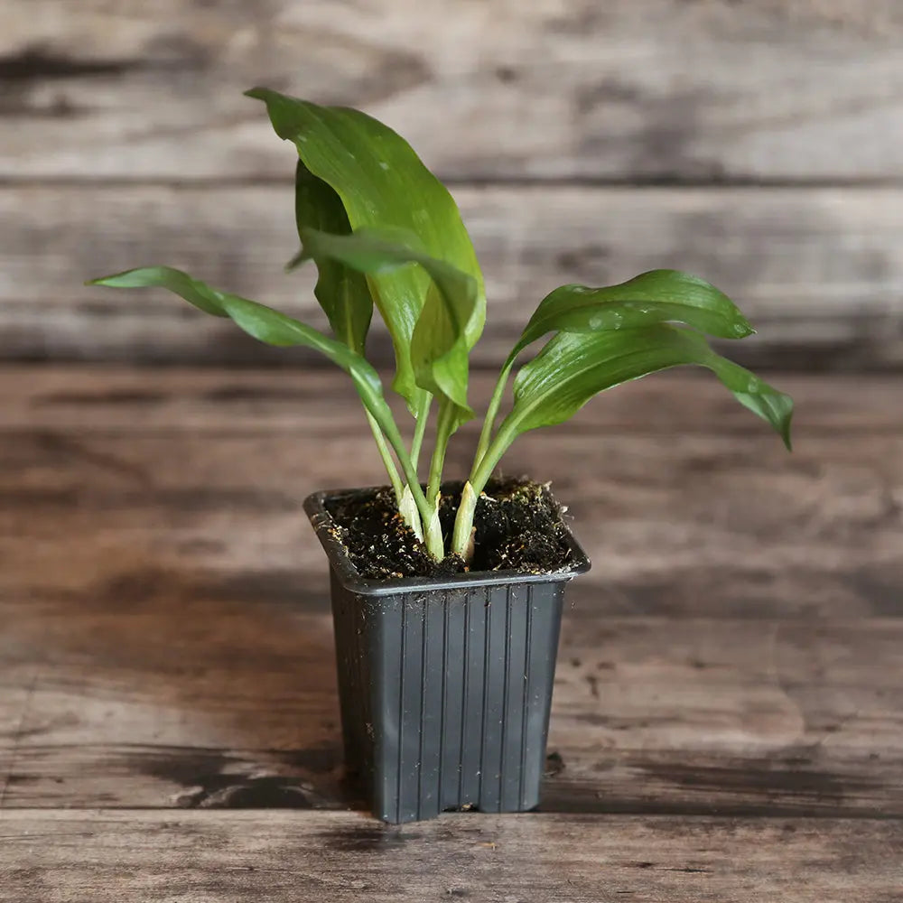 Plant d'ail des ours bio – La Ferme de Sainte Marthe