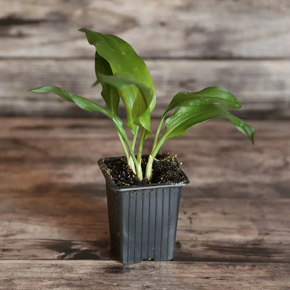 Plant d'ail des ours bio – La Ferme de Sainte Marthe