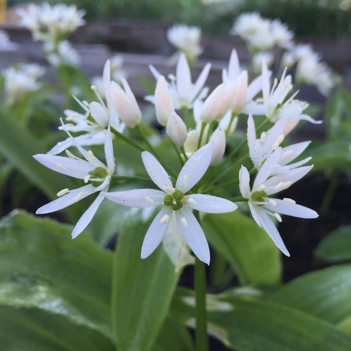 Plant d'ail des ours bio – La Ferme de Sainte Marthe