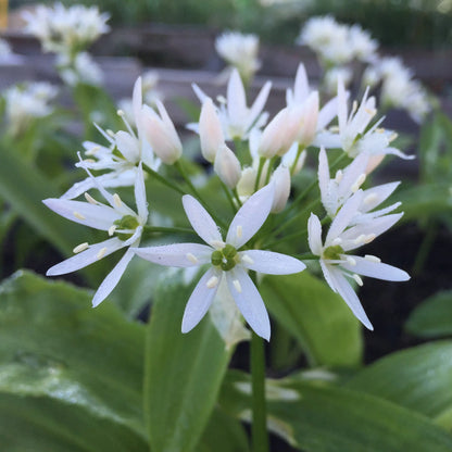 Plant d'ail des ours bio – La Ferme de Sainte Marthe