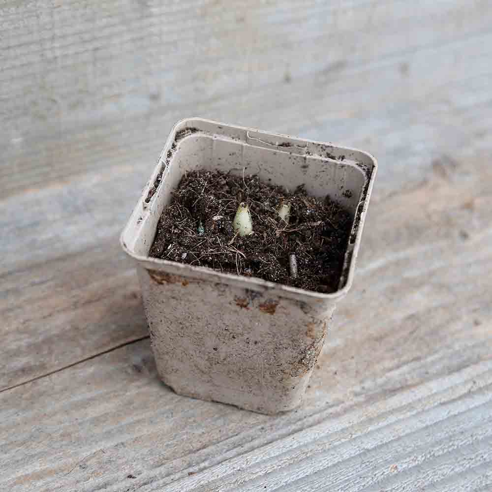 Plant d'ail des ours bio – La Ferme de Sainte Marthe