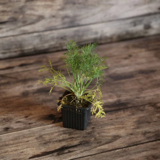 Plant d'aneth bio – La Ferme de Sainte Marthe