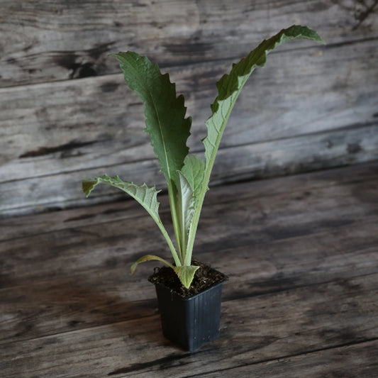 Plant d'artichaut gros vert de laon – La Ferme de Sainte Marthe