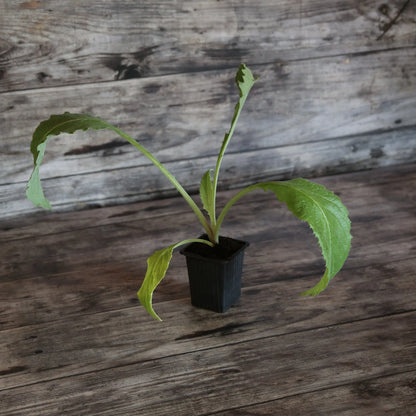 Plant d'artichaut imperial star bio – La Ferme de Sainte Marthe