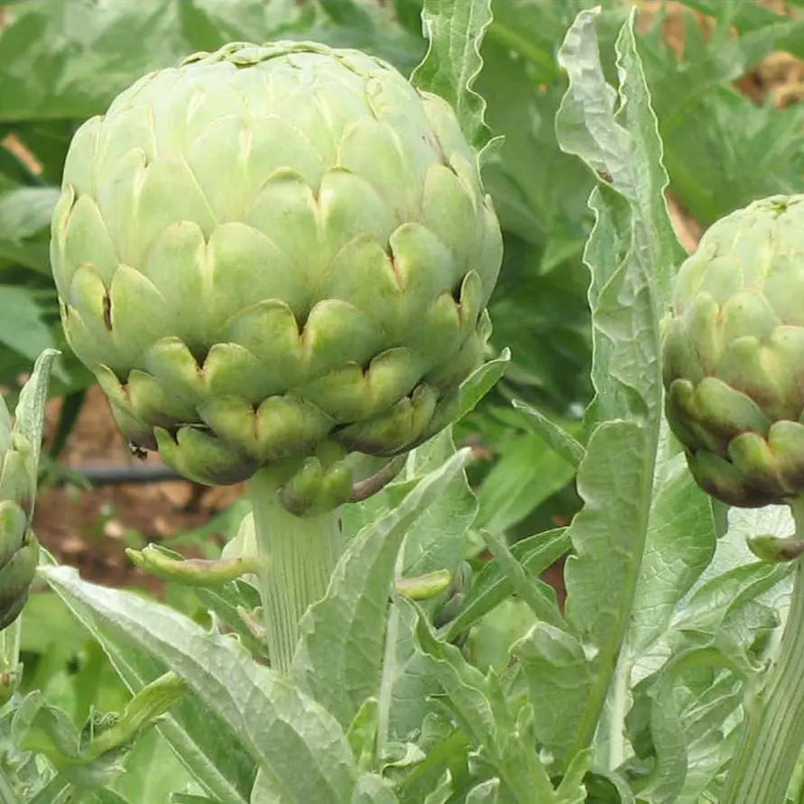Plant d'artichaut imperial star bio – La Ferme de Sainte Marthe