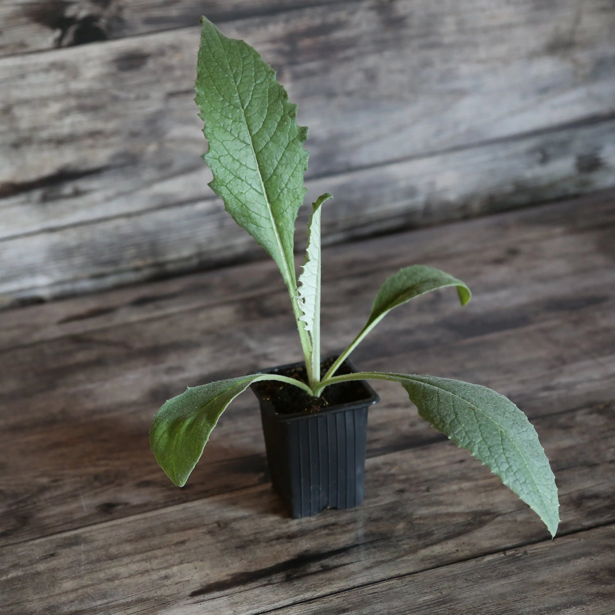 Plant d'artichaut violet de provence – La Ferme de Sainte Marthe