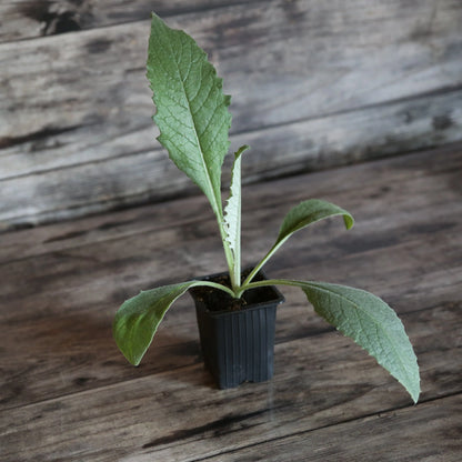 Plant d'artichaut violet de provence – La Ferme de Sainte Marthe