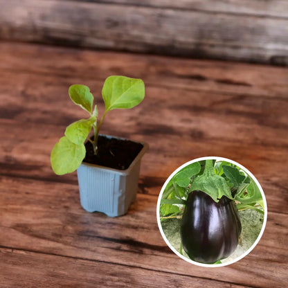 Plant d'aubergine black beauty bio – La Ferme de Sainte Marthe