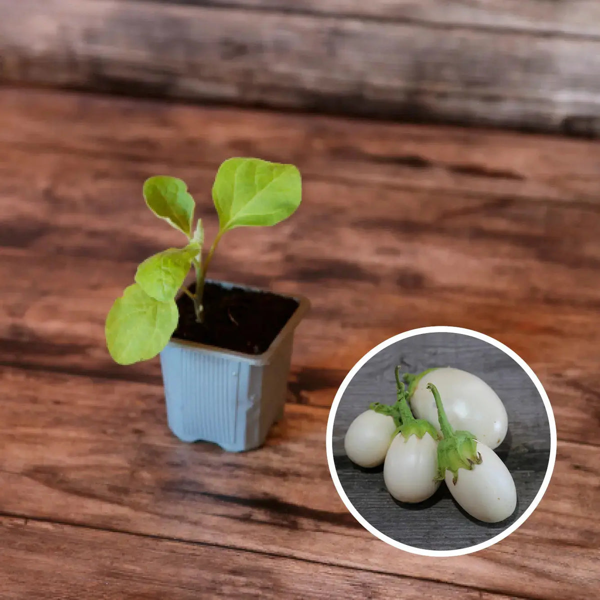 Plant d'aubergine blanche ronde à œuf bio – La Ferme de Sainte Marthe