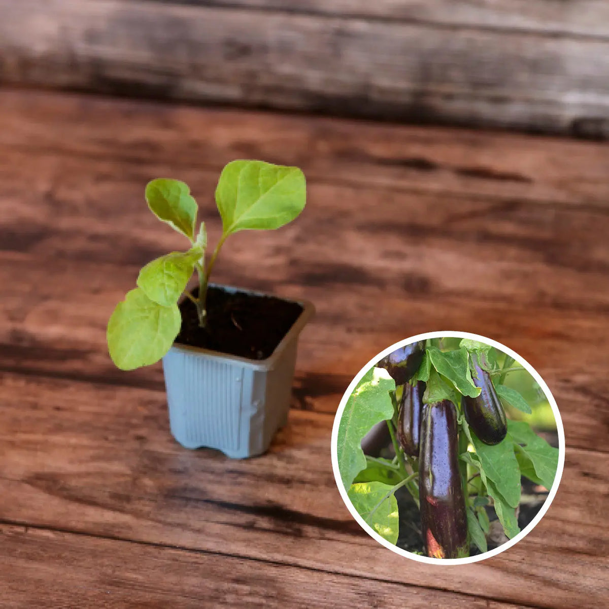 Plant d'aubergine de barbentane bio – La Ferme de Sainte Marthe