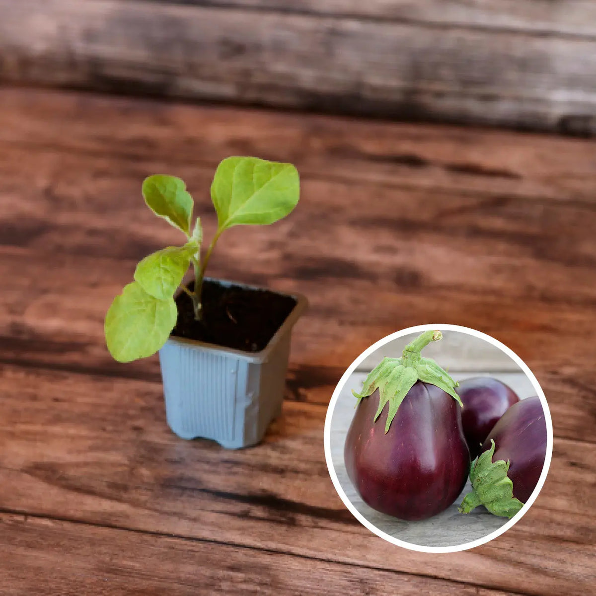 Plant d'aubergine monstrueuse de new york bio – La Ferme de Sainte Marthe