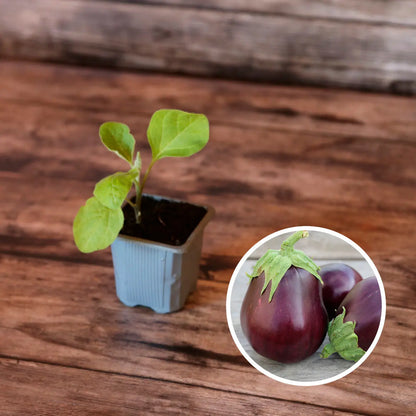 Plant d'aubergine monstrueuse de new york bio – La Ferme de Sainte Marthe