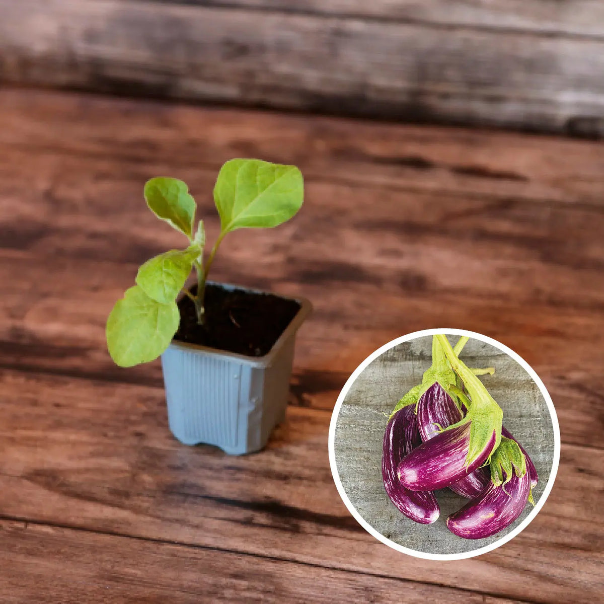 Plant d'aubergine tsakoniki bio – La Ferme de Sainte Marthe