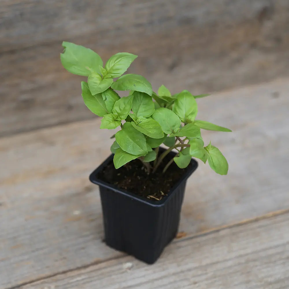 Plant de basilic cannelle bio – La Ferme de Sainte Marthe