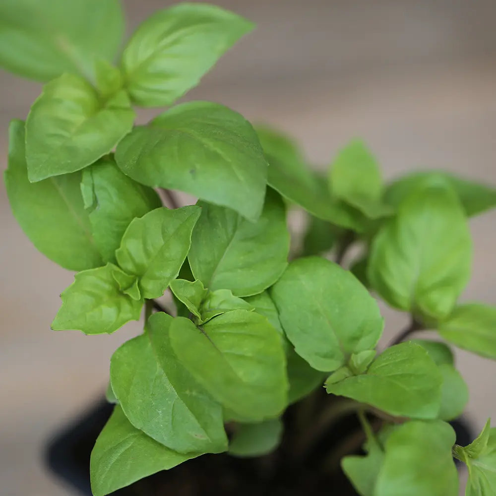 Plant de basilic cannelle bio – La Ferme de Sainte Marthe