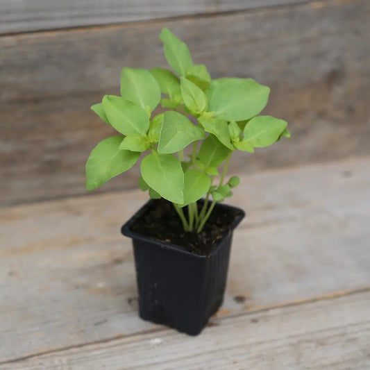 Plant de basilic citron bio – La Ferme de Sainte Marthe