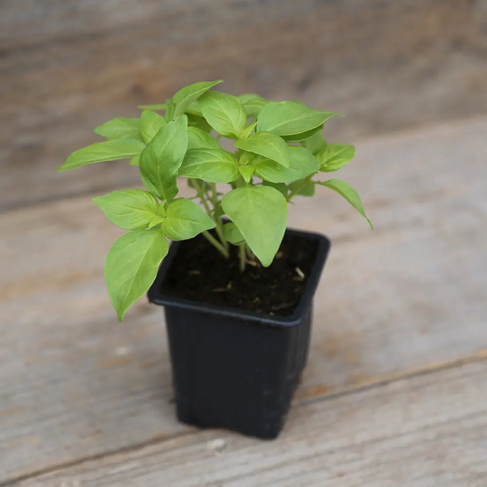 Plant de basilic citron vert bio – La Ferme de Sainte Marthe