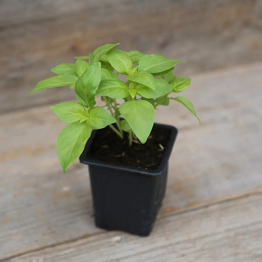 Plant de basilic citron vert bio – La Ferme de Sainte Marthe