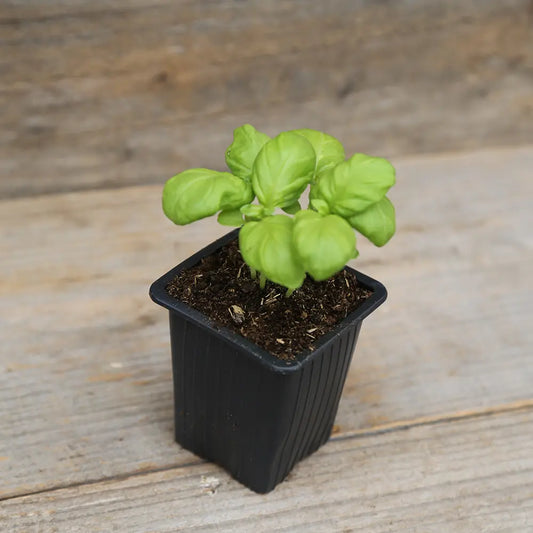 Plant de basilic géant monstrueux mammouth bio – La Ferme de Sainte Marthe
