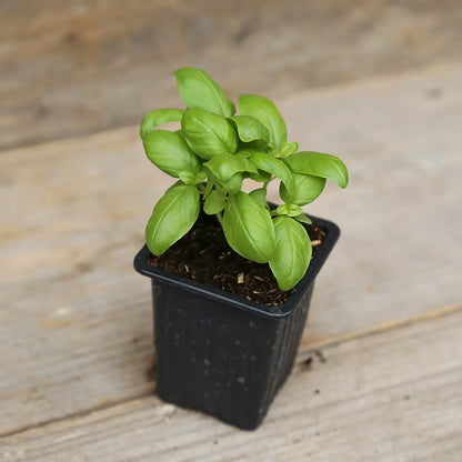 Plant de basilic genovese bio – La Ferme de Sainte Marthe