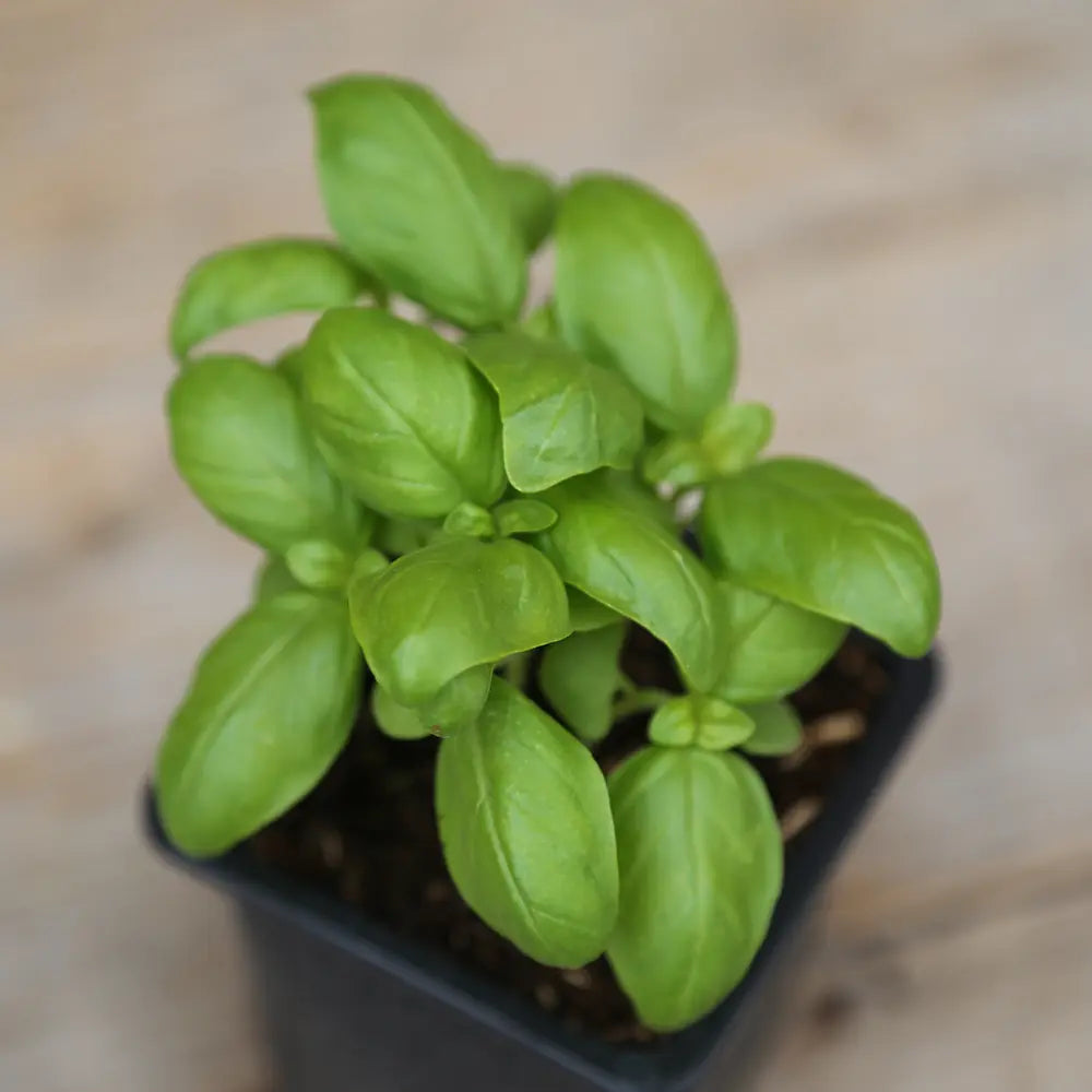 Plant de basilic genovese bio – La Ferme de Sainte Marthe
