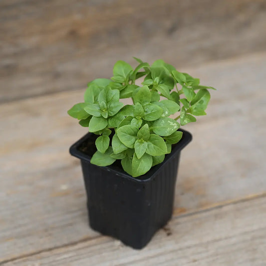 Plant de basilic grec bio – La Ferme de Sainte Marthe