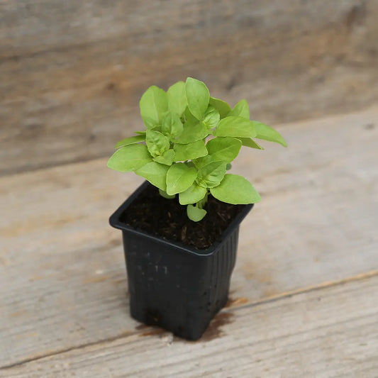 Plant de basilic marseillais bio – La Ferme de Sainte Marthe