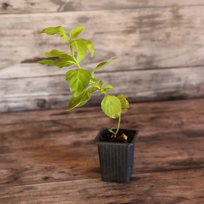 Plant de basilic perpétuel anisé bio – La Ferme de Sainte Marthe