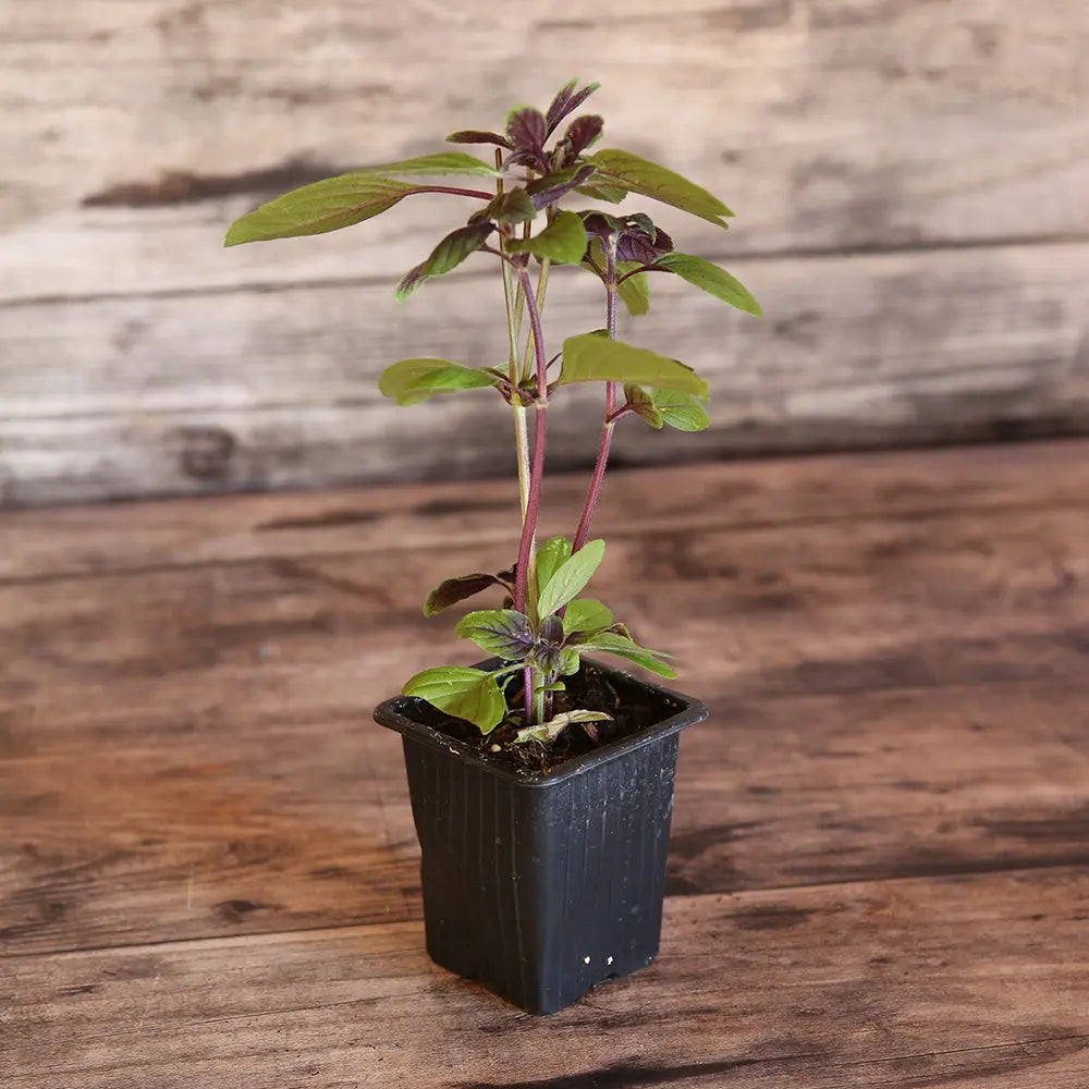 Plant de basilic perpétuel simple bio – La Ferme de Sainte Marthe