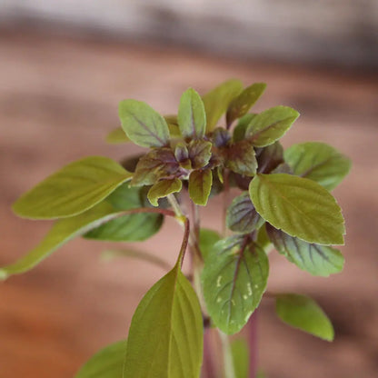 Plant de basilic perpétuel simple bio – La Ferme de Sainte Marthe