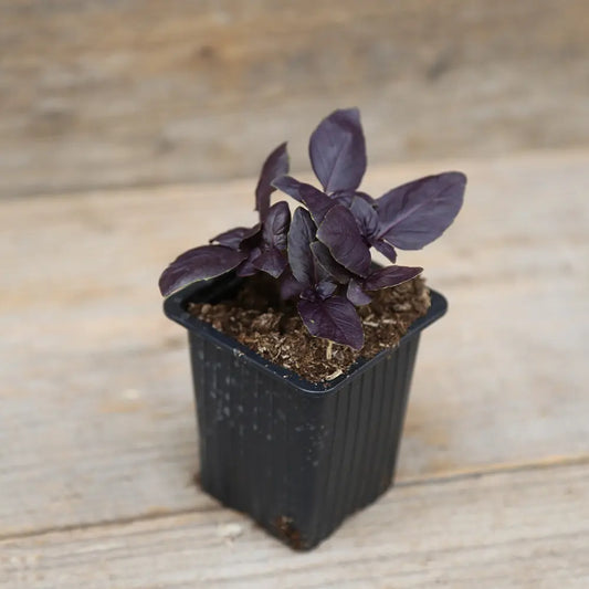 Plant de basilic pourpre bio – La Ferme de Sainte Marthe