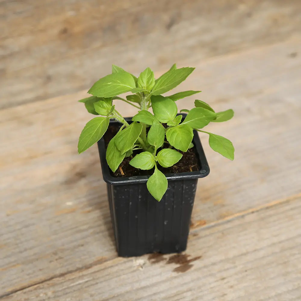 Plant de basilic sacré ou tulsi bio – La Ferme de Sainte Marthe