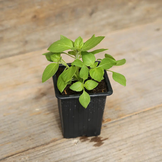 Plant de basilic sacré ou tulsi bio – La Ferme de Sainte Marthe