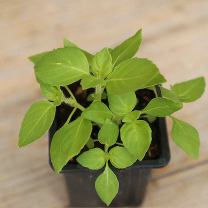 Plant de basilic sacré ou tulsi bio – La Ferme de Sainte Marthe