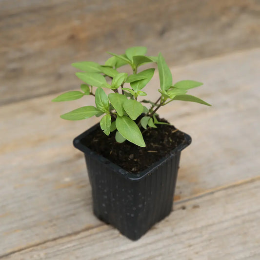 Plant de basilic thaï bio – La Ferme de Sainte Marthe