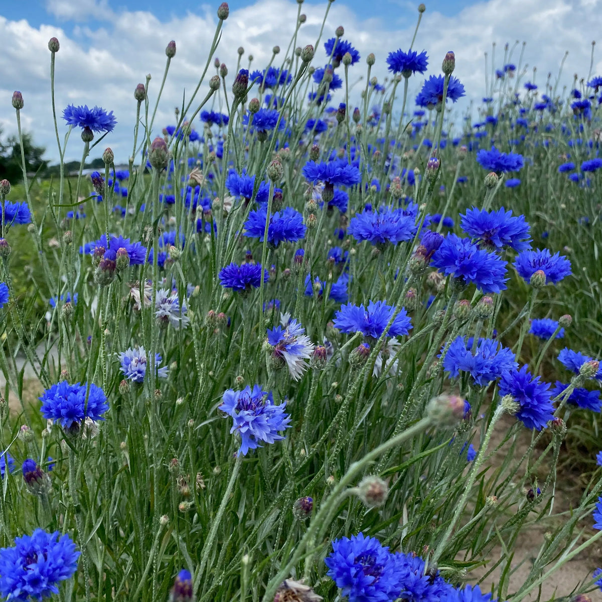 Plant de bleuet bio – La Ferme de Sainte Marthe