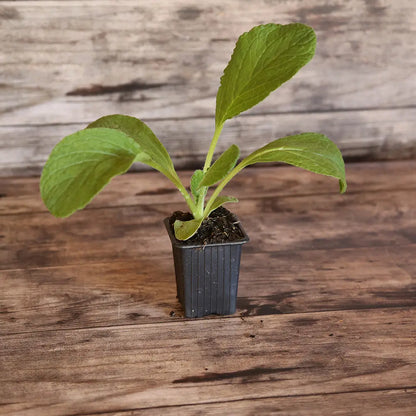 Plant de bourrache officinale bio – La Ferme de Sainte Marthe
