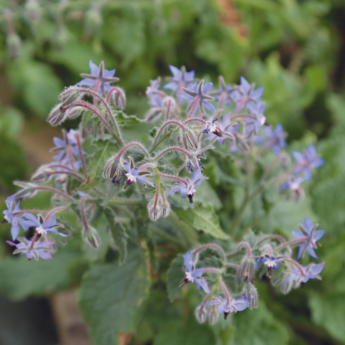 Plant de bourrache officinale bio – La Ferme de Sainte Marthe