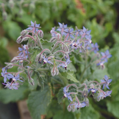 Plant de bourrache officinale bio – La Ferme de Sainte Marthe