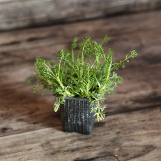 Plant de camomille romaine à fleurs doubles bio – La Ferme de Sainte Marthe