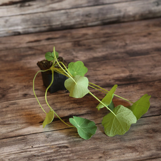 Plant de capucine grande grimpante variée bio – La Ferme de Sainte Marthe