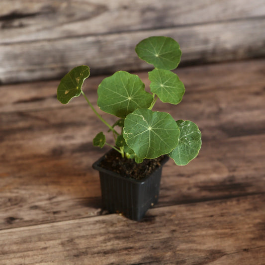 Plant de capucine naine tip top pink blush bio – La Ferme de Sainte Marthe