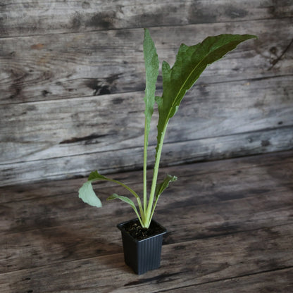 Plant de cardon blanc amélioré bio – La Ferme de Sainte Marthe