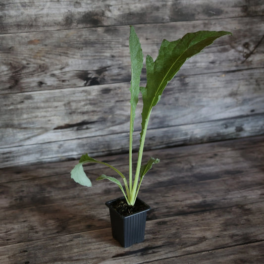 Plant de cardon blanc amélioré bio – La Ferme de Sainte Marthe