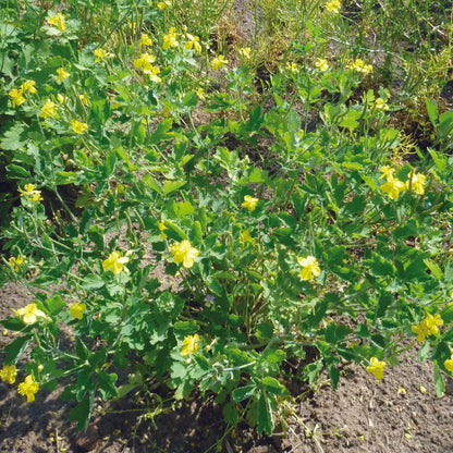 Plant de chélidoine ou herbe à verrue bio – La Ferme de Sainte Marthe