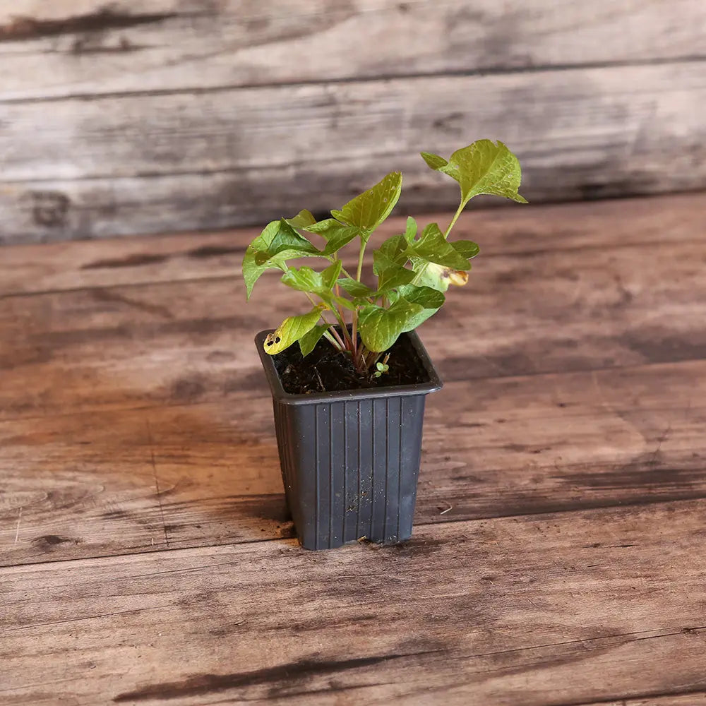 Plant de chénopode bon henri bio – La Ferme de Sainte Marthe