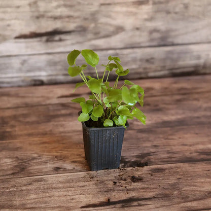 Plant de chervis bio – La Ferme de Sainte Marthe