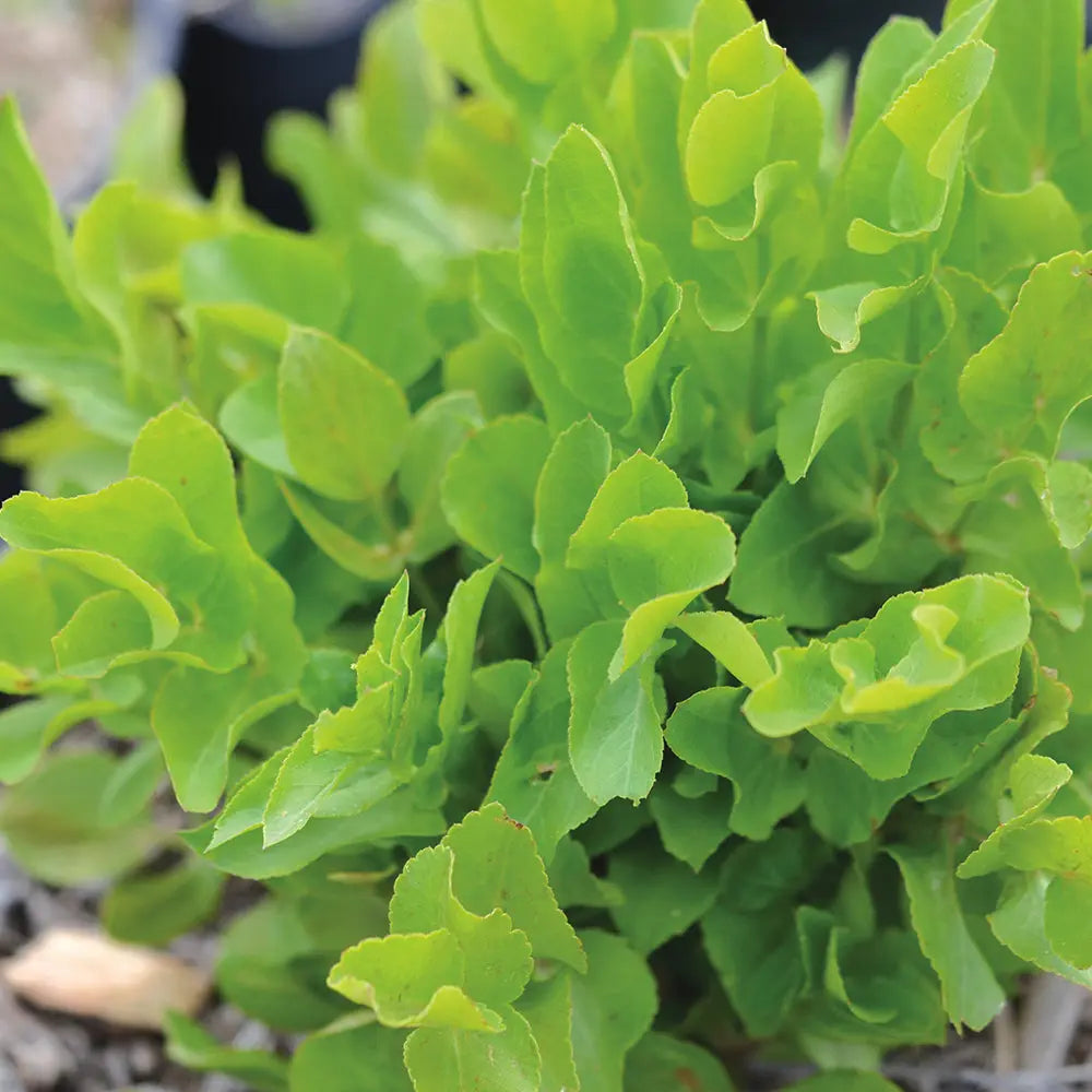Plant de chervis bio – La Ferme de Sainte Marthe