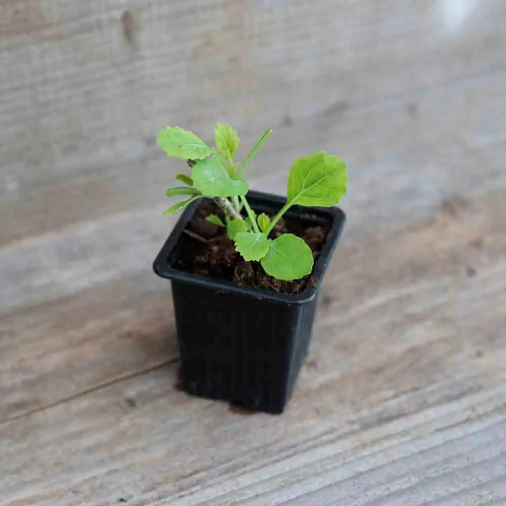 Plant de chou perpétuel daubenton bio – La Ferme de Sainte Marthe
