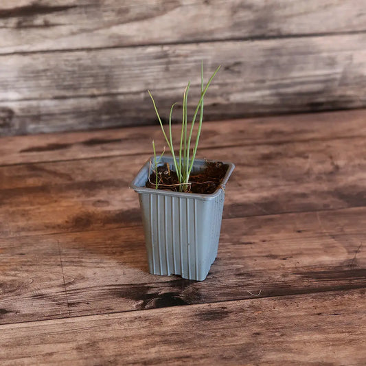 Plant de ciboule blanche bio – La Ferme de Sainte Marthe